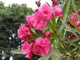 キョウチクトウ 花の写真 キョウチクトウ 花の写真