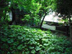 着工前に床も見えないぐらいに生い茂っていた庭も