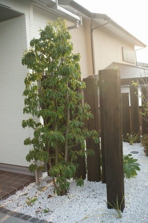 ～アプローチ～  玄関前に経った、ソヨゴ（メス）の樹。アプローチを通るたび、赤い実がなるのが楽しみができます。