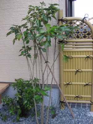 Yamaso 工事完了後画像