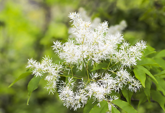 Yamasoブログ　LIXILお役立ち情　34/100　和のイメージのある植物を