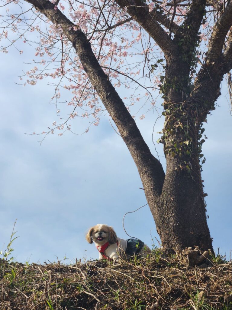 山創の健康促進会　さくらラン　プレジャーフォレスト　桜と記念撮影