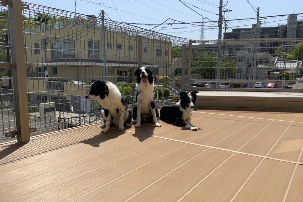 yamasoブログ　インスタ　リール動画　告知　54　ドッグスペース　わんちゃん　犬　犬のため　庭