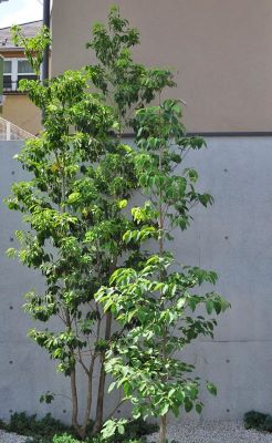 ソヨゴ5 89194f7ca97d141f04cf2db2d4eca4b7
