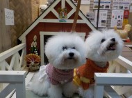ペットと楽しむ庭づくり　横浜　YAMASO