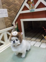ペットと楽しむ庭づくり　横浜　YAMASO