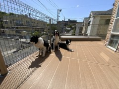 IMG_1366 IMG_13661