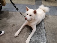 ペットと楽しむ庭づくり　横浜　YAMASO