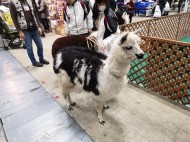 ペットと楽しむ庭づくり　横浜　YAMASO