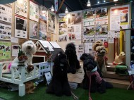 Pet博2019横浜