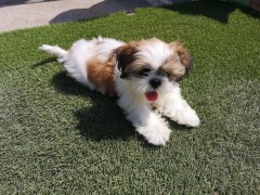 犬 ペット 人工芝 IMG_20190524_143717