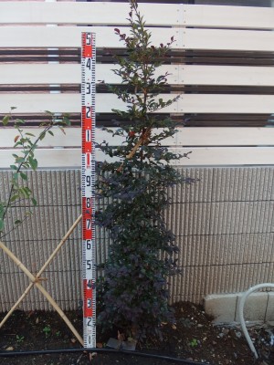 PA280137 PA280137