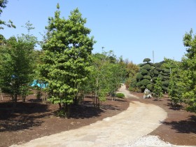 植栽選び