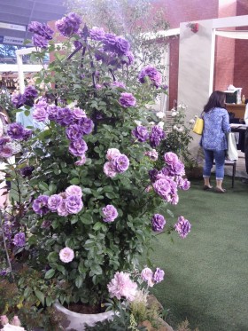 横浜　植栽
