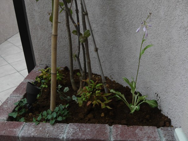 植栽　横浜市　M様邸　エクステリア工事