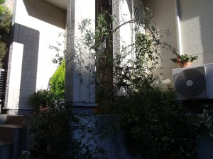 dscf6242