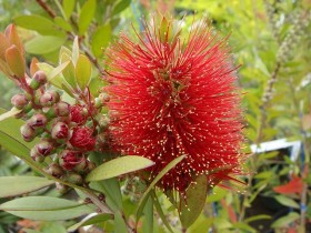 キンポウジュ(常緑低木) 花の写真 キンポウジュ(常緑低木) 花の写真