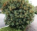 キンモクセイ　樹の全体写真