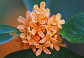キンモクセイ　花の写真