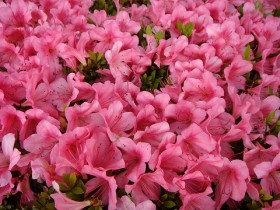 サツキ　花の写真