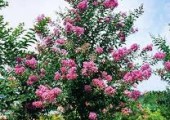 サルスベリ（落葉高木）　樹の全体写真