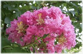 サルスベリ 花の写真 サルスベリ 花の写真