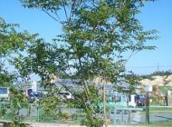 シマトネリコ（落葉高木）　樹の全体写真
