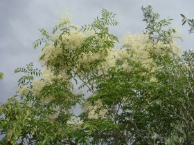 シマトネリコ(落葉高木) 花の写真 シマトネリコ(落葉高木) 花の写真