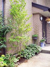 植栽