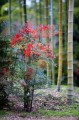 ナンテン　樹の全体写真