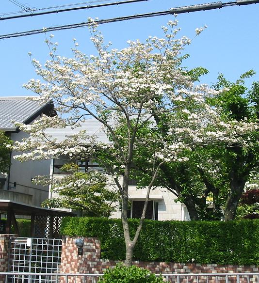 ハナミズキ 落葉高木 横浜市のエクステリア 外構 Yamaso