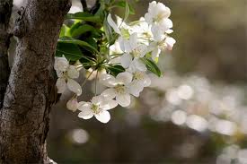 ヒメリンゴ(落葉高木) 花の写真 ヒメリンゴ(落葉高木) 花の写真