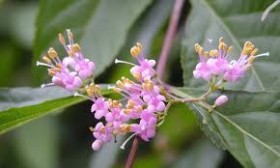 ムラサキシキブ 花の写真 ムラサキシキブ 花の写真