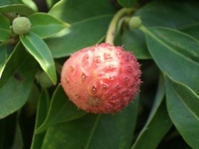 ヤマボウシ(常緑高木) 実の写真 ヤマボウシ(常緑高木) 実の写真