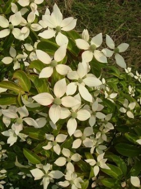 ヤマボウシ(常緑高木) 花の写真 ヤマボウシ(常緑高木) 花の写真