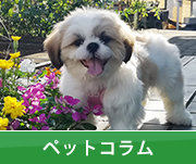 ペットコラム